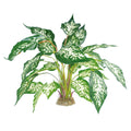 Dieffenbachia mit Moosfuß ca. 45cm