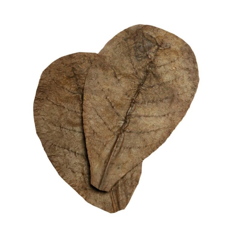 Catappa Leaves, 10er Pack