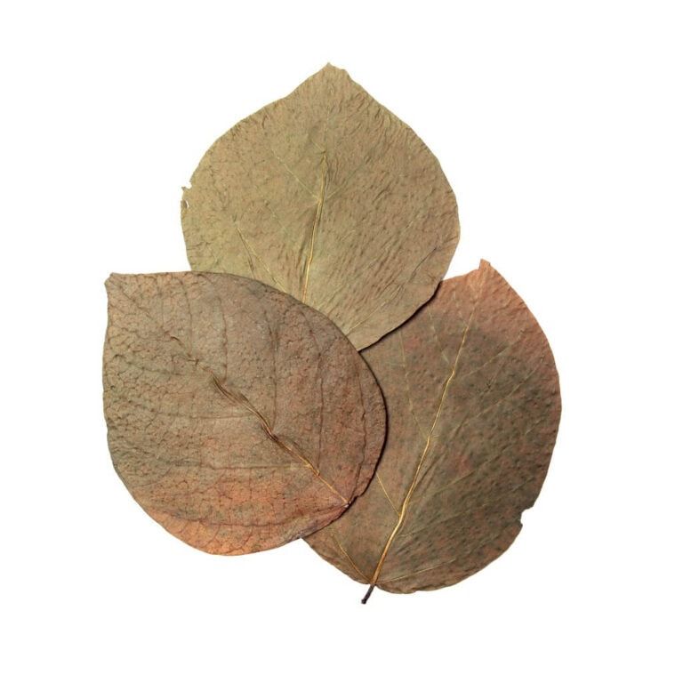 Dadap Leaves, 10er Pack