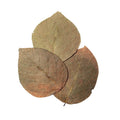 Dadap Leaves, 10er Pack