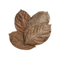 Jackfruit Leaves, 10er Pack