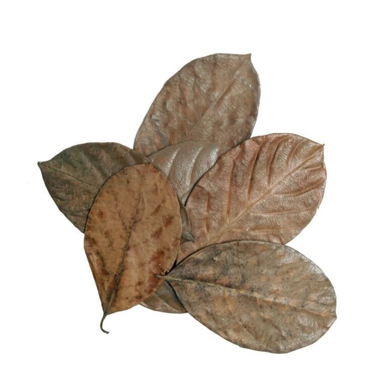 Mixed Leaves, 30er Pack